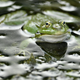 This is not the frog in question, but he looks like he wishes he was. Image: Getty